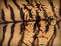 Closeup of a tiger's face with detailed stripes