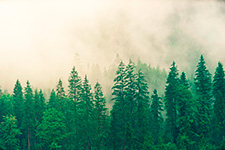 A dense forest of evergreen trees shrouded in mist