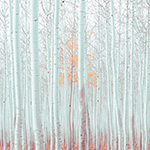 A forest with trees having orange leaves against a white and blue background