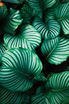 Close-up of Calathea plant leaves with striped pattern