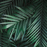 Tropical leaves background