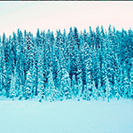 A dense forest of snow-covered evergreen trees under a white sky