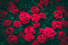 Pattern of red roses on a dark green background