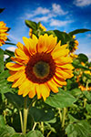 A close-up of a sunflower with more sunflowers in the background