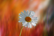A white daisy with a yellow center on a green stem against a blurred red and orange background.