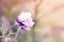A close-up of a purple pasque flower with a blurred background.