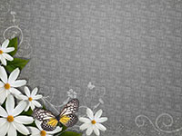 Butterfly and white flowers on a gray background