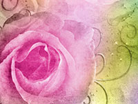 Watercolor painting of a pink rose