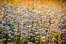 A field of white wildflowers with tall grass in the background