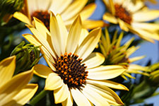 Close-up of yellow flowers with dark centers
