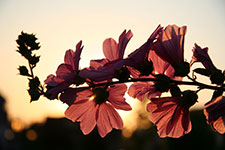 Flowers in the sunset