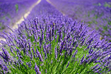 A close-up view of a lavender bush with a blurred background of a lavender field and a dirt path.