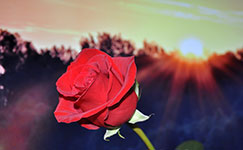 A red rose in front of a sunset