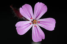 A pink flower with purple stripes on its petals