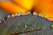 Dew drops lined up along the edge of a green leaf.