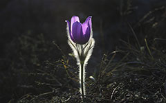 A single pasque flower with purple petals in a dark field