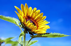 A close-up of a sunflower with yellow petals and a brown center, set against a clear blue sky.