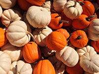 Pile of orange and white pumpkins