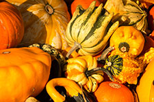 A diverse collection of orange and green pumpkins and squash.