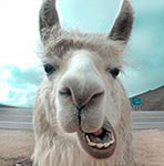Close-up of a llama's face with its mouth open