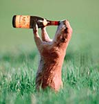 Hand holding bottle emerging from grass