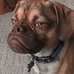 A brown dog with a blue collar looking to the left.