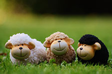 Three stuffed sheep with white, beige, and black wool sitting side by side on grass