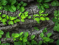 Green leaves sprouting from tree bark