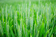 Close-up of a lush green wheat field with young ears of wheat