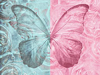 A butterfly with wings in contrasting blue and pink hues on a patterned floral background