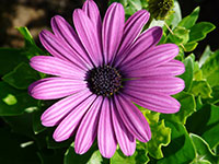 Purple daisy flower with green leaves