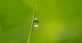 A close-up of a dew drop on a blade of grass