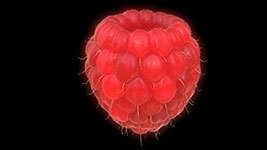 A ripe raspberry against a black background