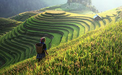 Person walking through lush green rice terraces with a basket on their back
