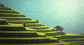 Terraced rice fields with a small hut