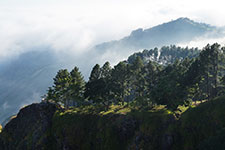 A mountain landscape with trees and misty clouds