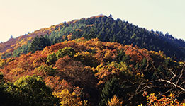 A mountain covered in trees with vibrant autumn foliage