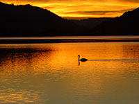 A swan swimming in a lake during a vibrant orange sunset.