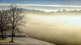 A misty morning scene with bare trees and a foggy valley at sunrise.