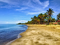 A tranquil beach scene with palm trees and clear blue water