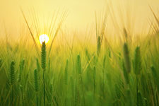A field of wheat with the sun rising in the background, casting a warm yellow glow.