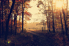 A dirt path through a forest with trees displaying autumn foliage