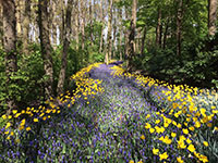A forest path lined with vibrant yellow and purple wildflowers