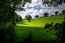 A green field with trees and a cloudy sky