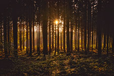 Sunlight filtering through the trees in a forest
