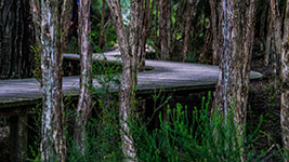 A wooden boardwalk curves through a dense forest with tall trees and lush undergrowth.