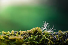 A close-up of a single snowflake on a mossy surface
