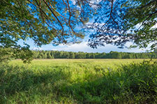 A green field with trees in the background under a blue sky