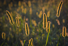 A close-up view of golden wheat stalks in a field, illuminated by soft sunlight.