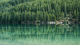 A calm lake surrounded by dense evergreen trees